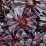 Purple Aeonium.jpg